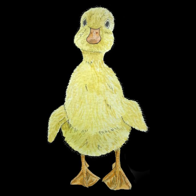 Duckling Chick