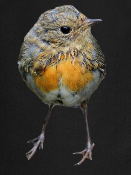 Oiseau