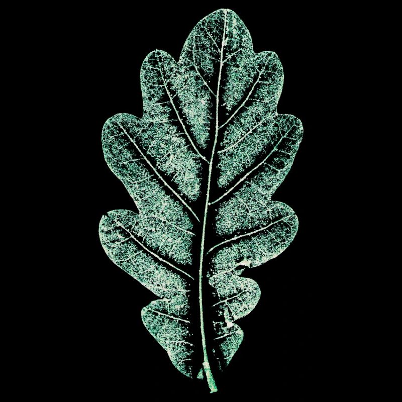 Feuille de chêne - Vert naturel clair - Feuille/ Chêne/ Arbre