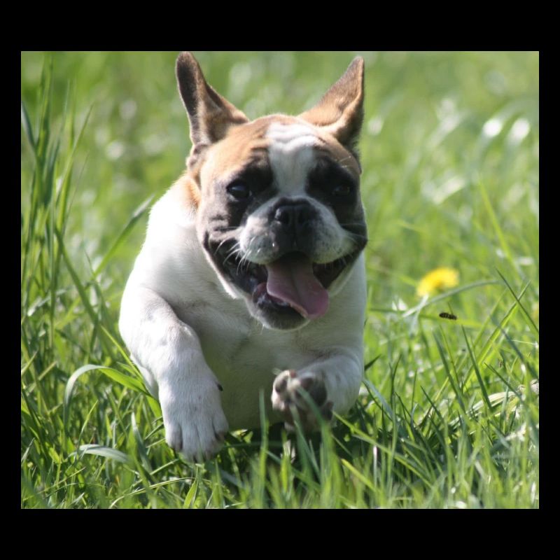 Allez Bully Go Français Bulldog