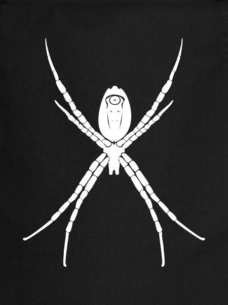 spider