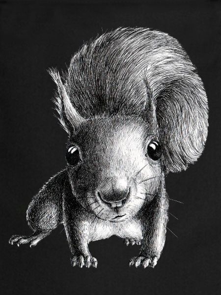 Squirrel