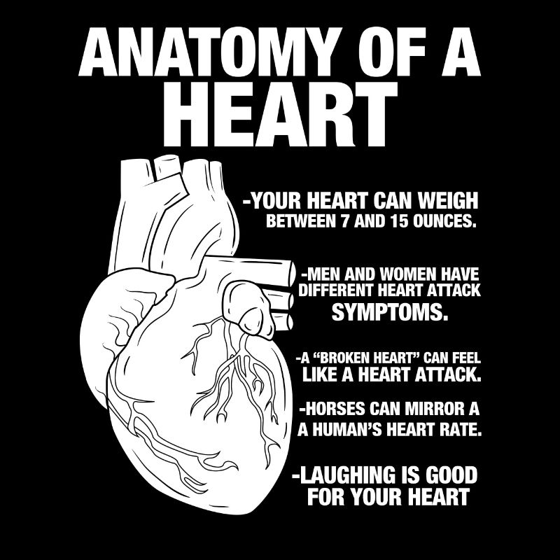 Anatomie eines menschlichen Herzens Anatomischer