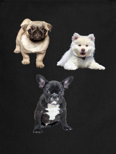 Chiot
