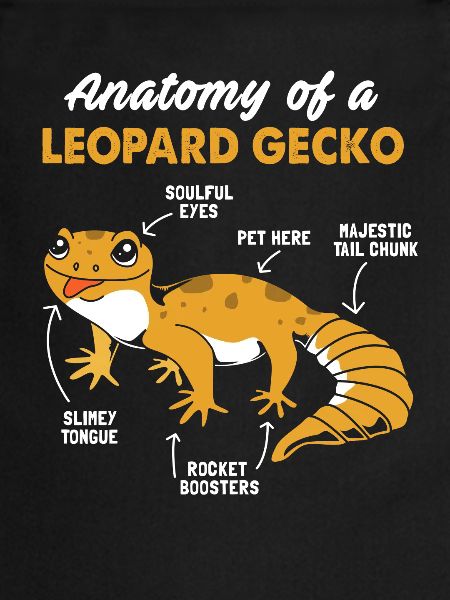 Gecko Anatomie