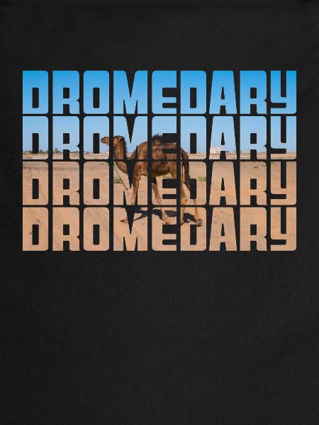 Dromedary