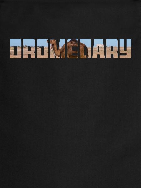 Dromedar