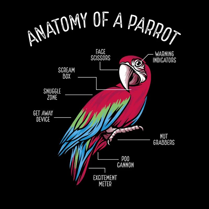 Anatomie Eines Papageis