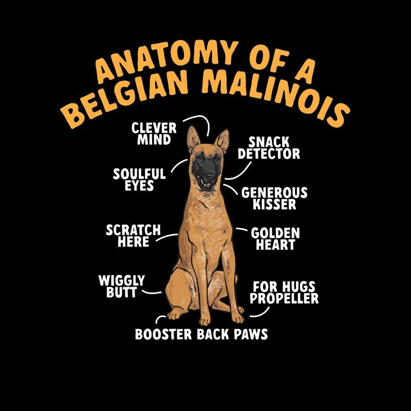 Malinois Belgischer Schäferhund Mechelaar Hund