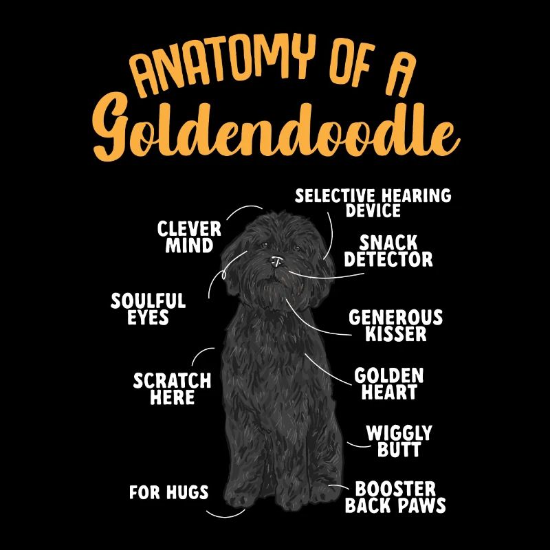 Black Goldendoodle Doodle Dog