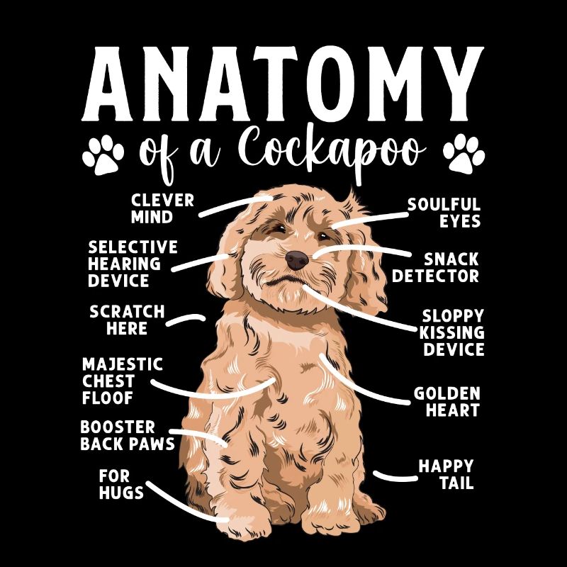 Cockapoo Hund