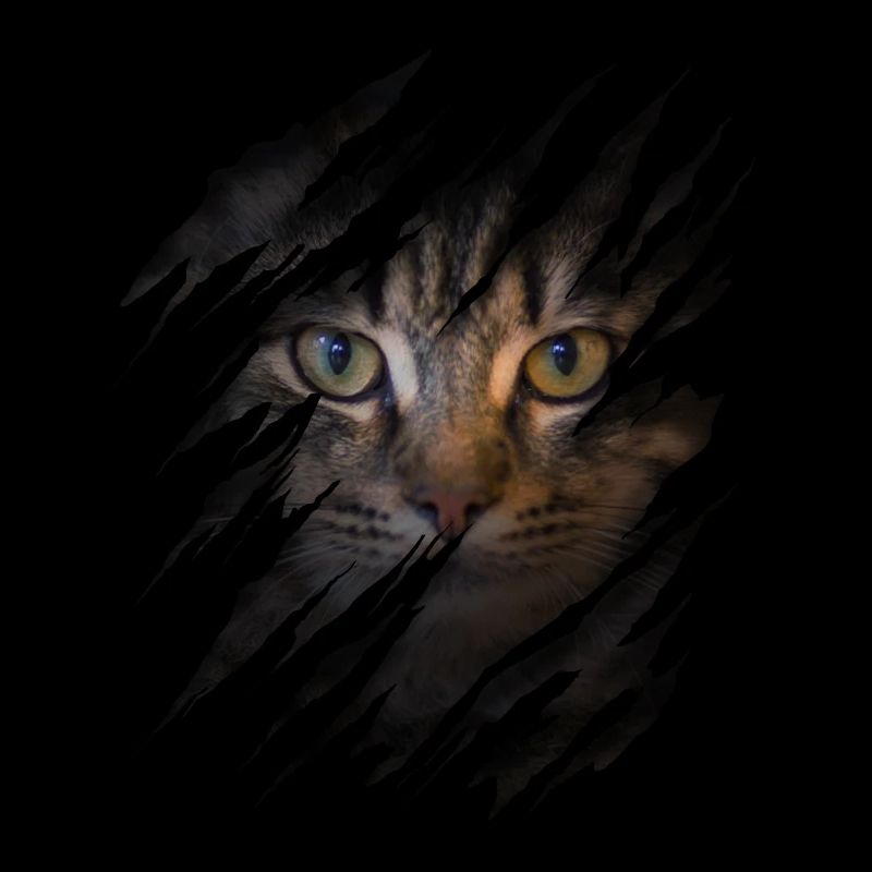 Chat avec égratignure - Visage de chat Chat à gratter Chat