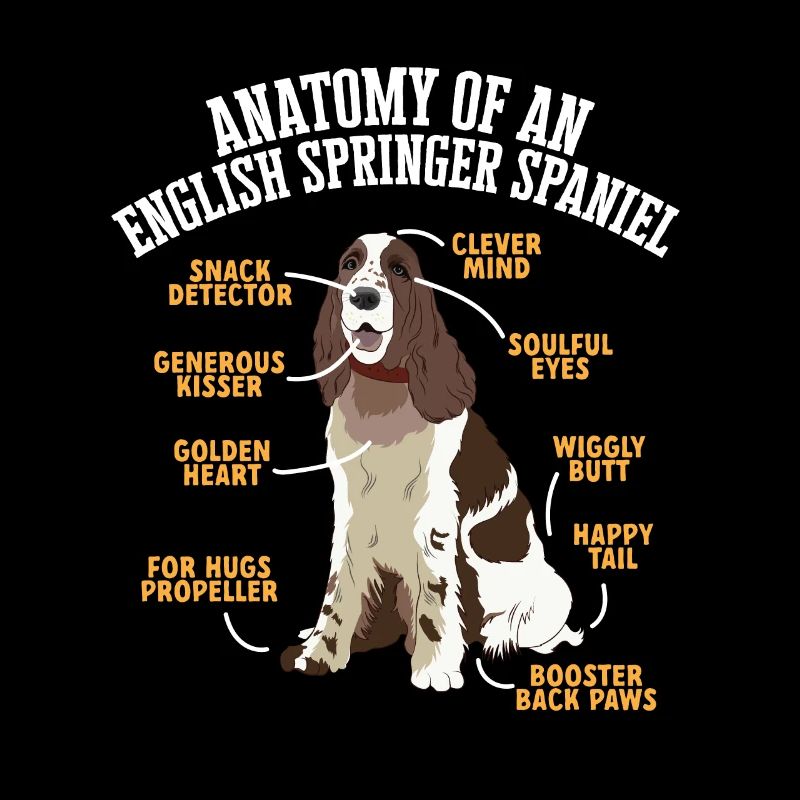 English Springer Spaniel Dog
