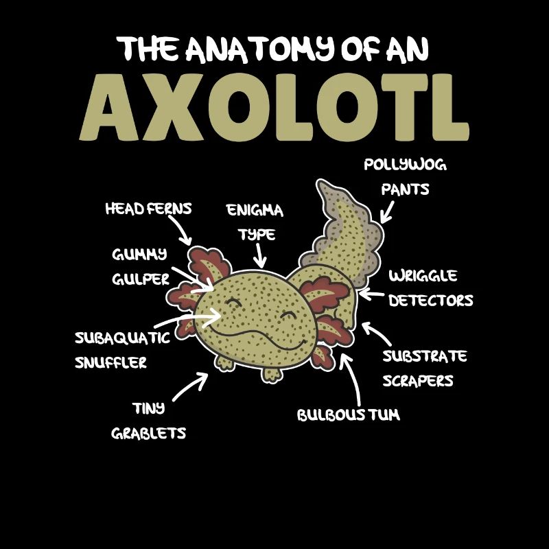 Axolotl Explication Anatomie d’un Axolotl