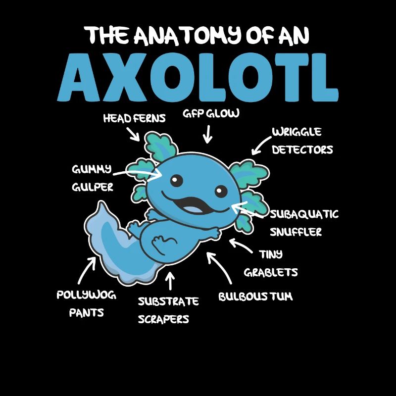 Axolotl Explication Anatomie d’un Axolotl