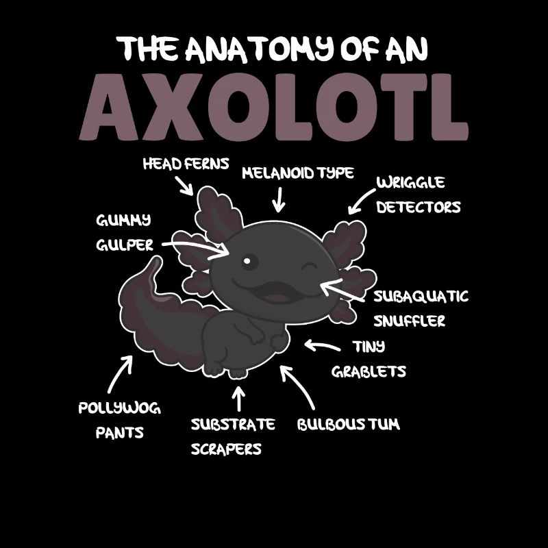 Axolotl Explication Anatomie d’un Axolotl