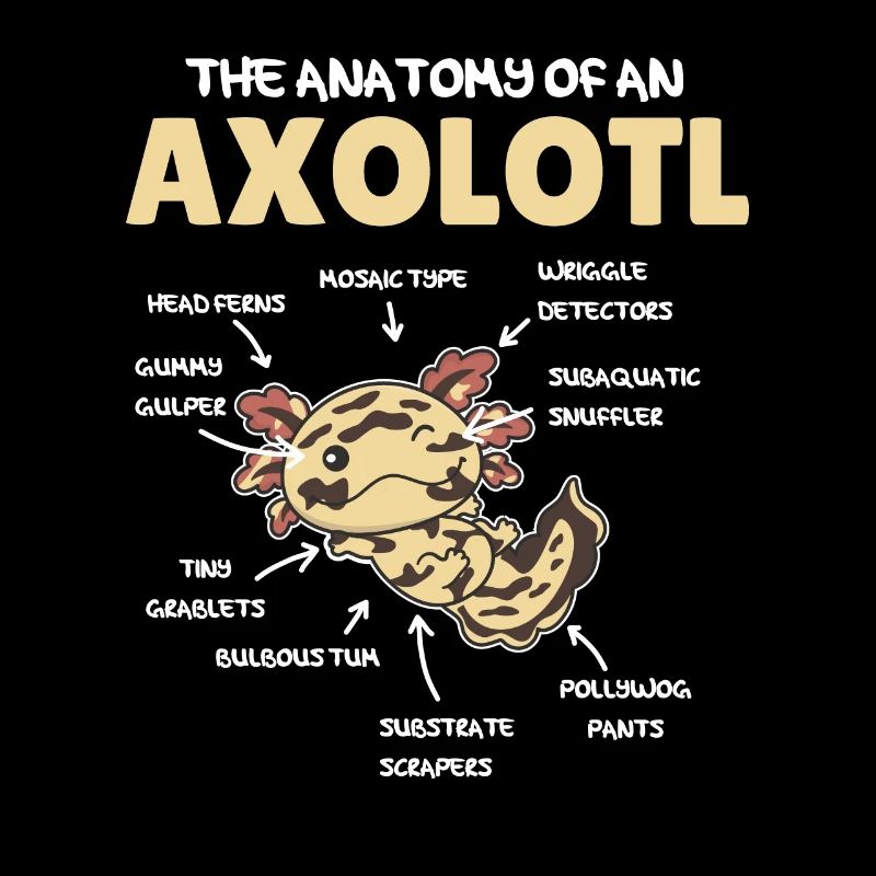 Axolotl Explication Anatomie d’un Axolotl