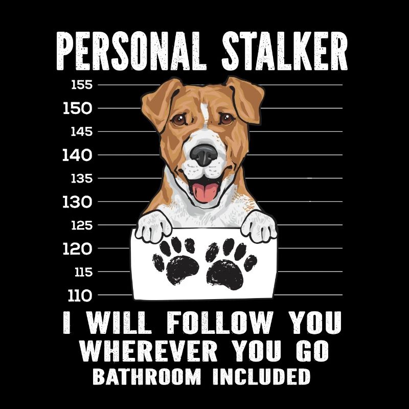 Jack Russell Terrier