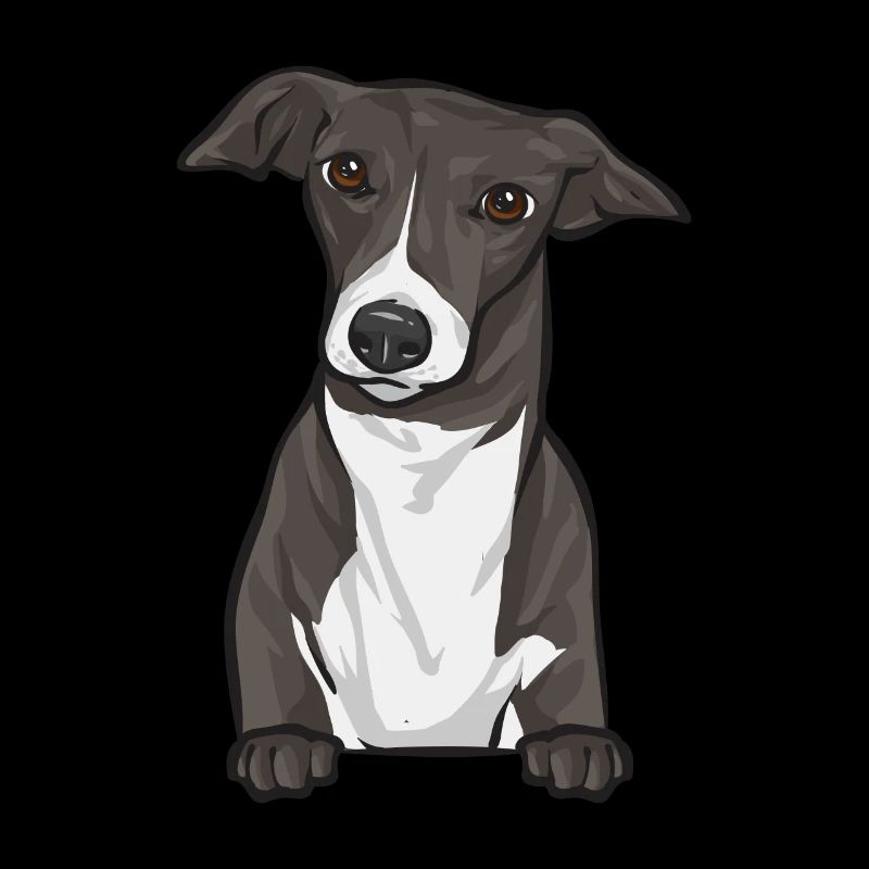 Lévrier italien Greyhound Chiens