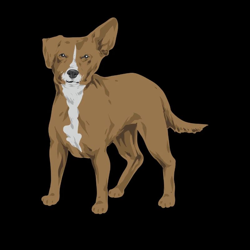 Chiweenie Dog