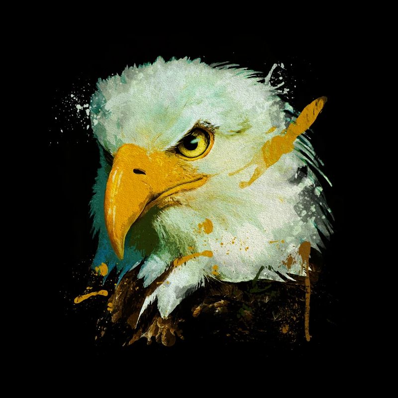 Adlerkopf Greifvogel Falke Vogel Adler