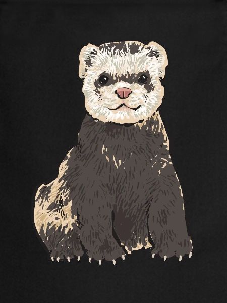 Furet, propriétaire de furet