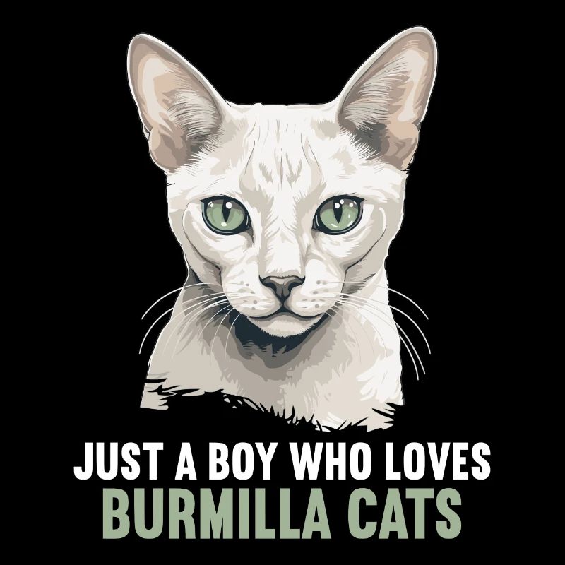 Burmilla Kätzchen Burmilla Katze