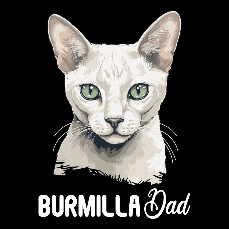 Burmilla Chaton Burmilla Chat