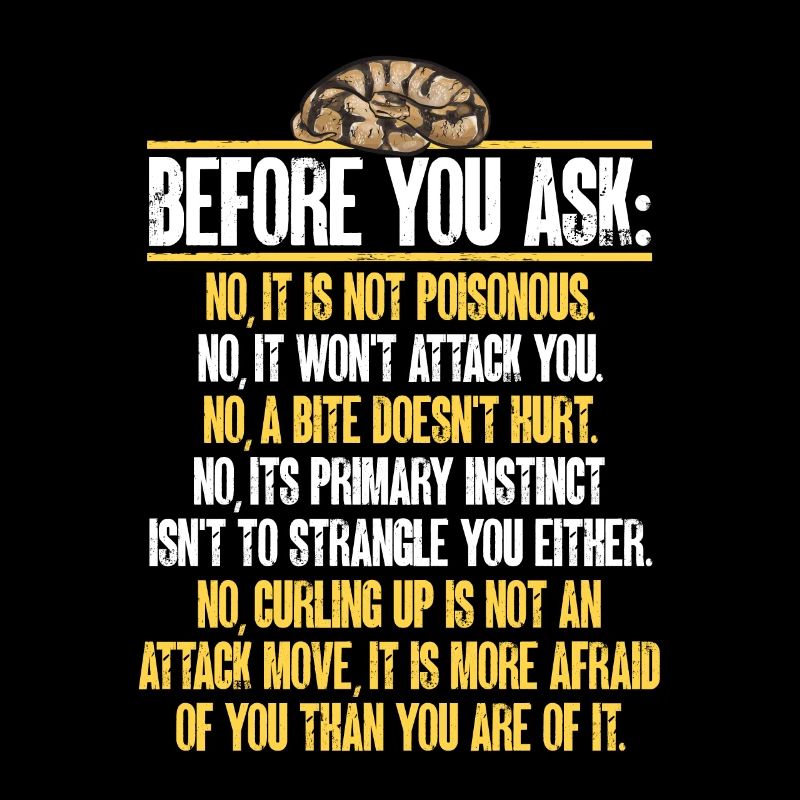 Ball Python Schlange Königspython