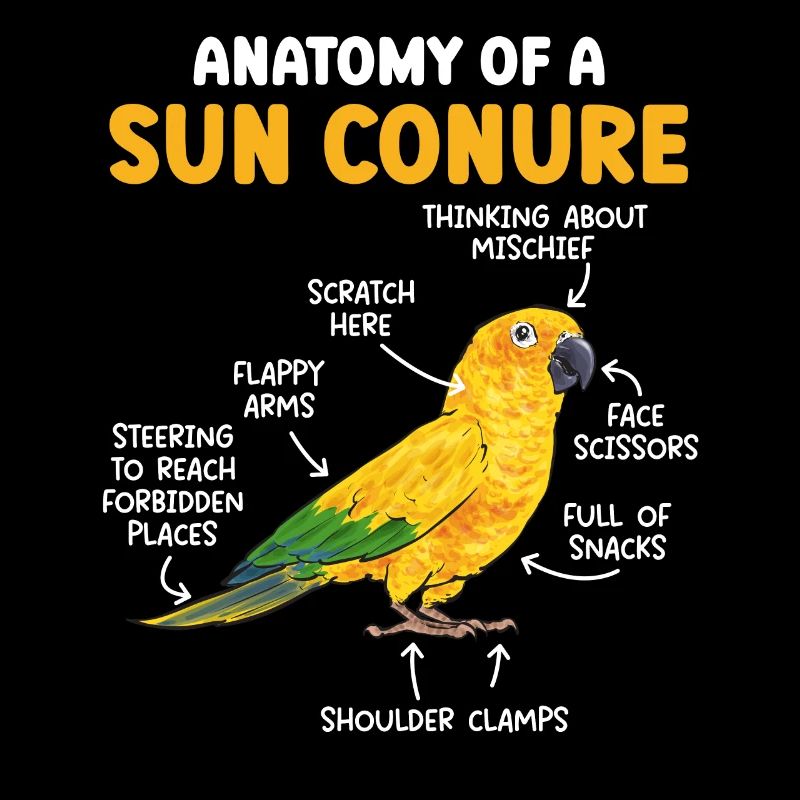 Sonnensittich Papagei Sittich Vogel