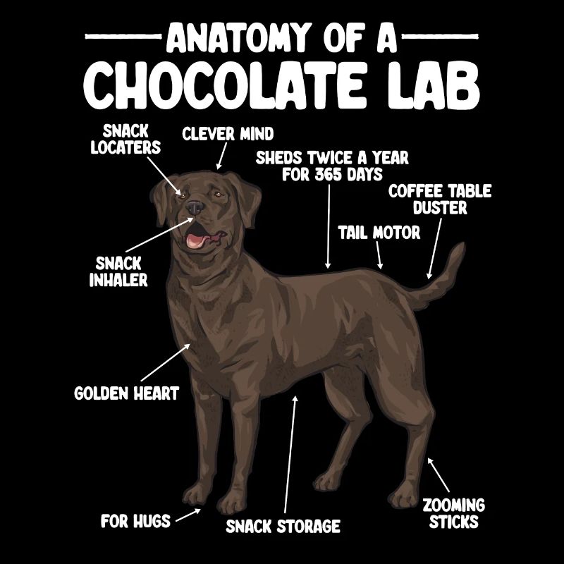 Chien Labrador Retriever brun chocolat