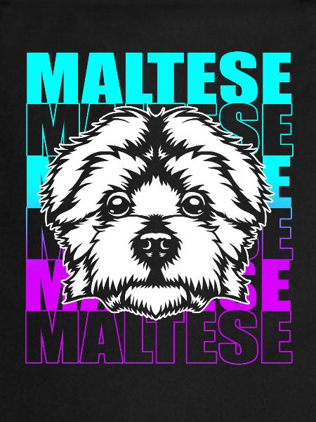Chien maltais