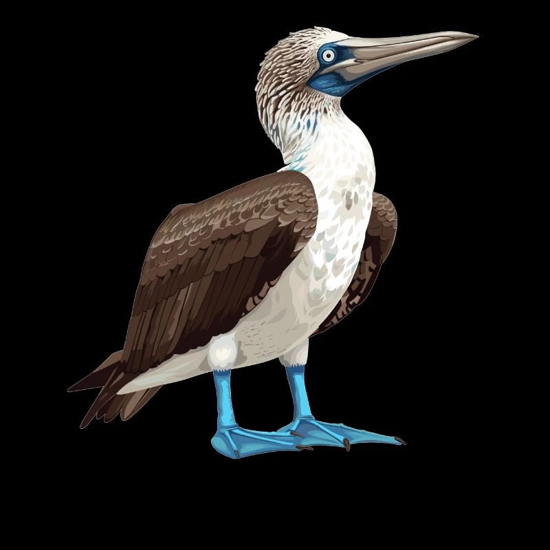 Fou à pieds bleus