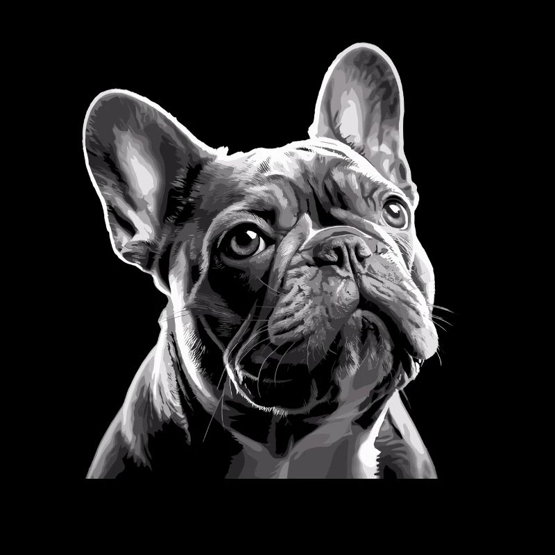 French Bulldog Black White Bully Face