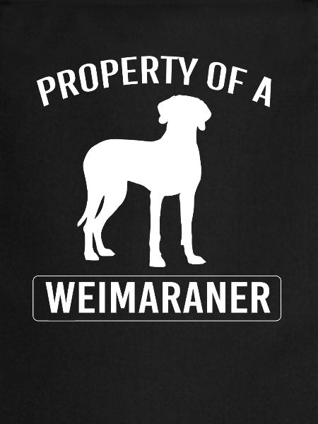 Weimaraner