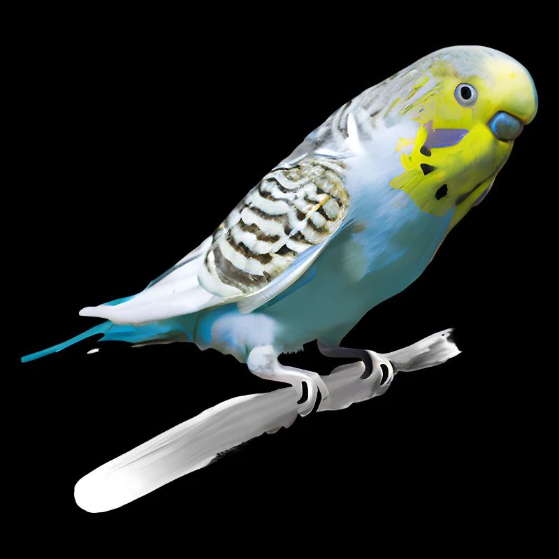 Sweet budgerigar