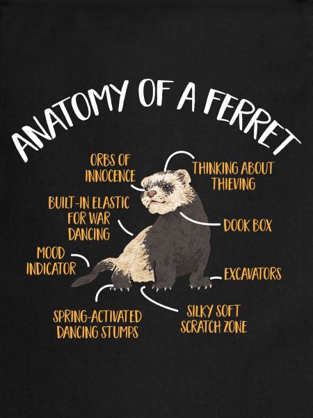Furet, propriétaire de furet