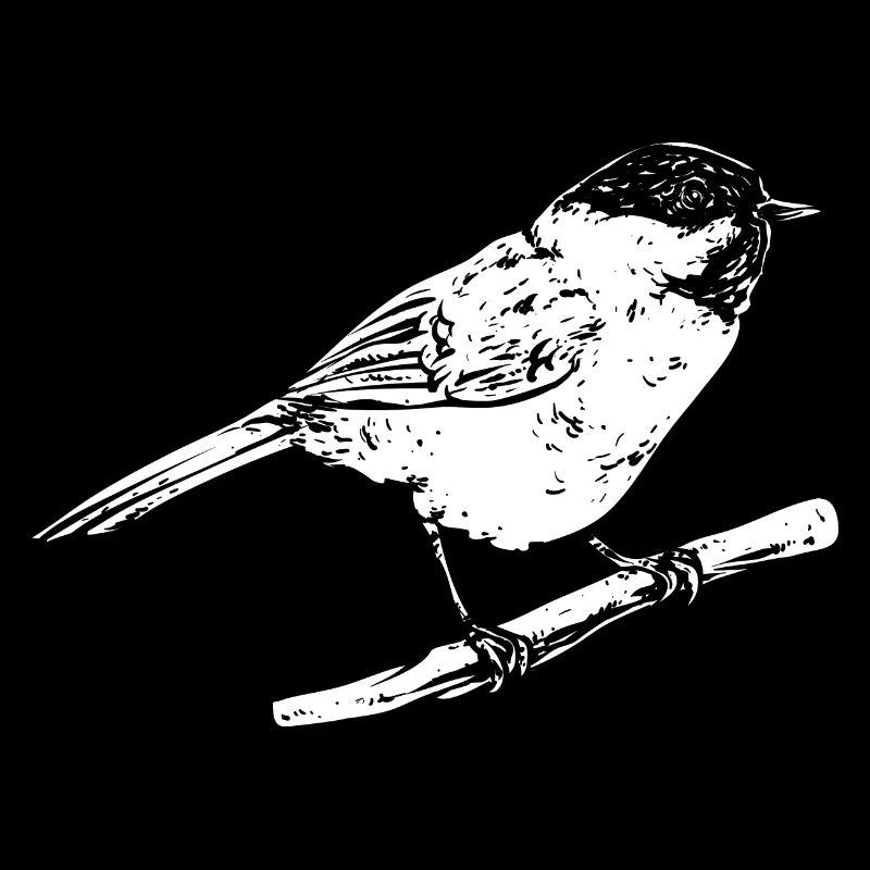 Observation des oiseaux mésanges