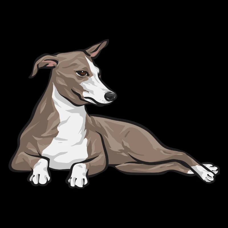 Lévrier italien Greyhound Chiens