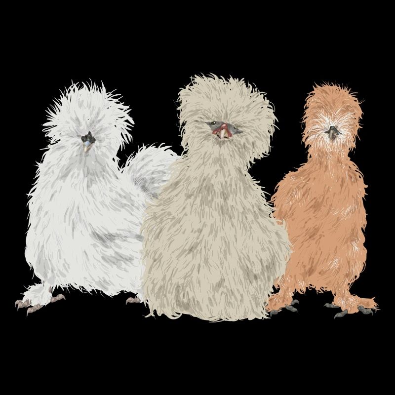 Seidenhuhn Poulet soyeux