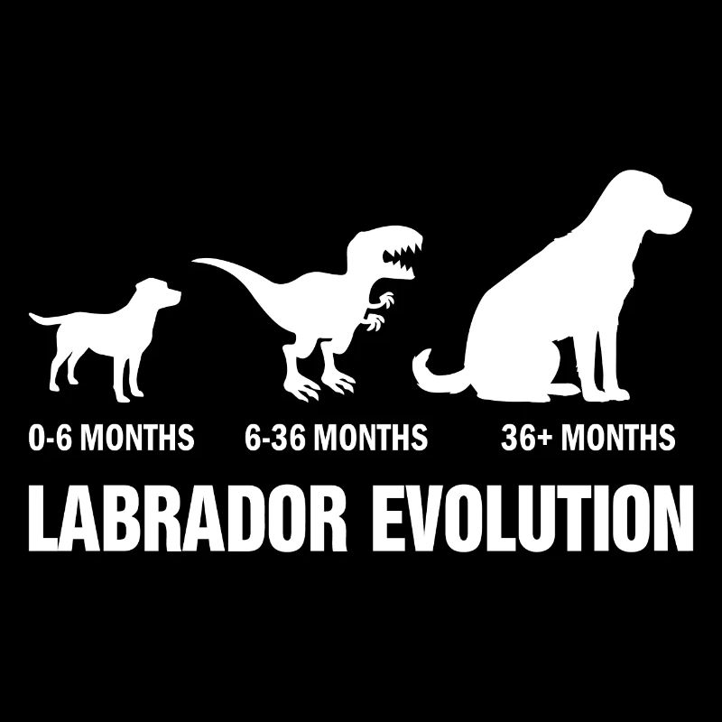 Évolution du Labrador