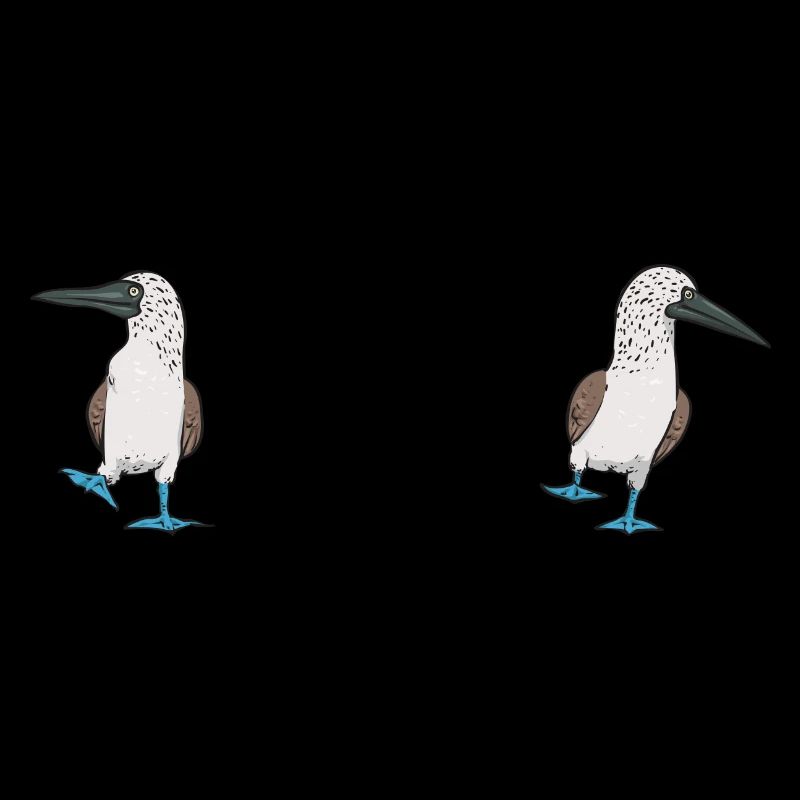 Blaufußtölpel Blue-footed Booby Seevogel