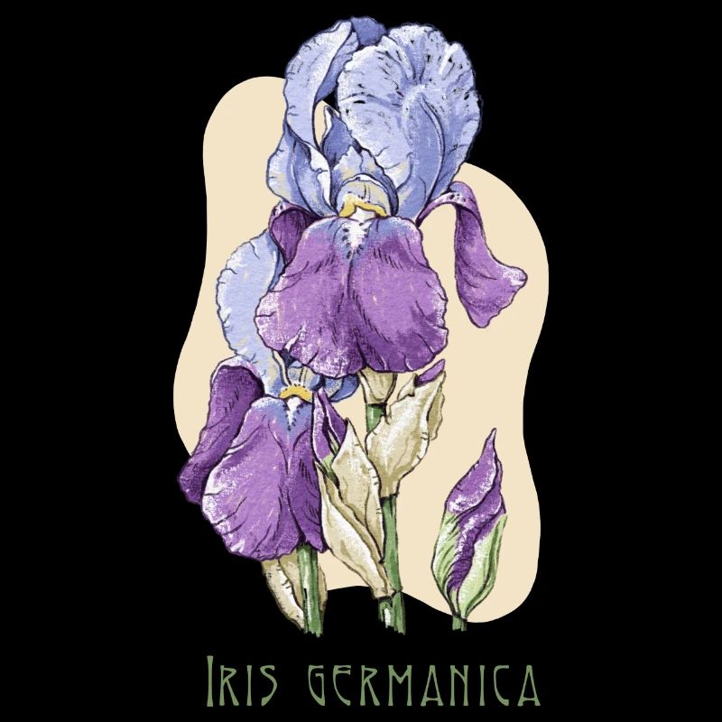 Iris botanical drawing