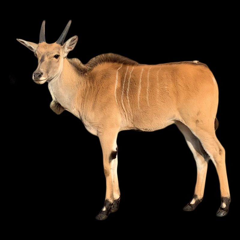 Antilope