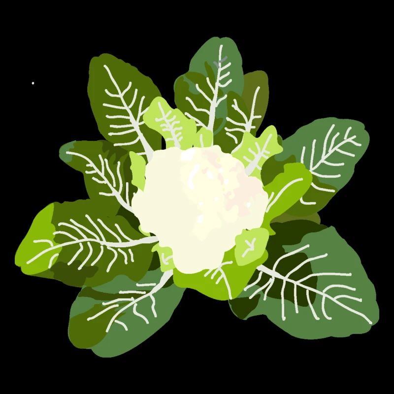 Cabbage Flower Vegetable Garden Vegetable