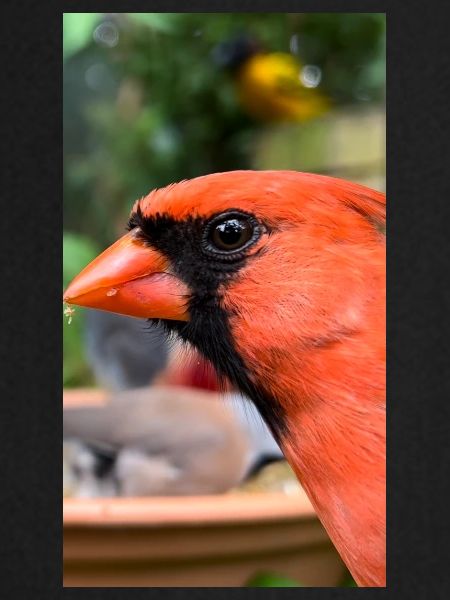 Northern Cardinal