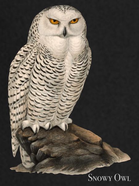 Snowy Owl