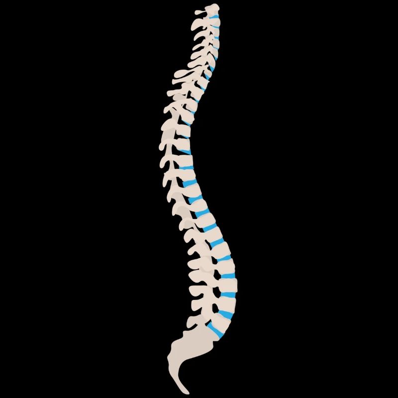 skeleton skeleton bones bones skull schaedel22