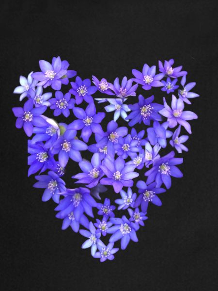 Blue Violet Heart