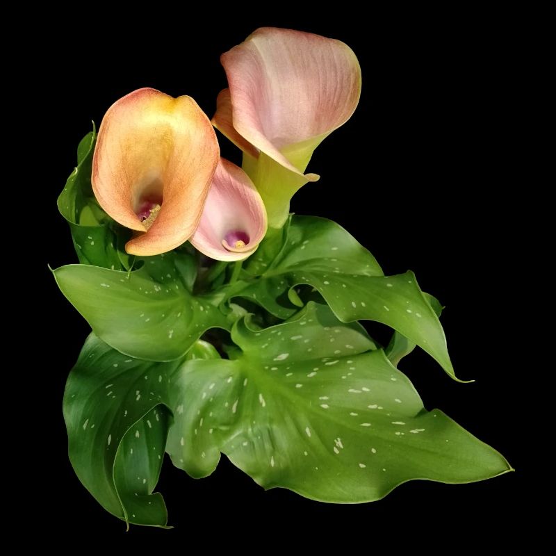 Fleurs de Calla en vert